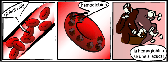 Glóbulo rojo - hemoglobina - la hemoglobina se une al azucar
